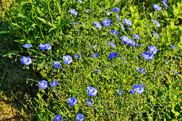 Flax (Linum usitatissimum), also known as common flax or linseed, is a member of the genus Linum in the family Linaceae. - Photo, Image
