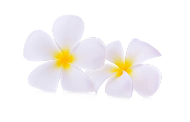 witte plumeria rubra bloem geïsoleerd op witte achtergrond - Foto, afbeelding