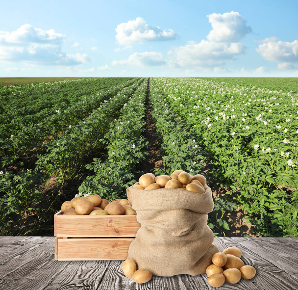Kiste und Sack mit frischen rohen Kartoffeln auf hölzerner Fläche im Feld - Foto, Bild