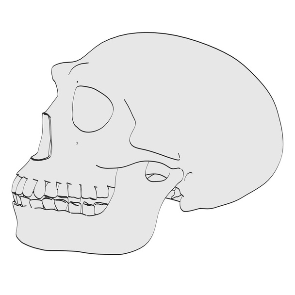 Cartoon image of homo erectus skull - Φωτογραφία, εικόνα