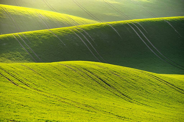 Groene lente natuur achtergrond met ondergaande zon en gras. Golven op het veld. Moravië Toscane - Tsjechië - Europa. - Foto, afbeelding