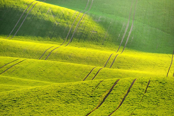Fondo verde de la naturaleza primaveral con sol poniente y hierba. Olas en el campo. Moravia Toscana - República Checa - Europa
. - Foto, Imagen