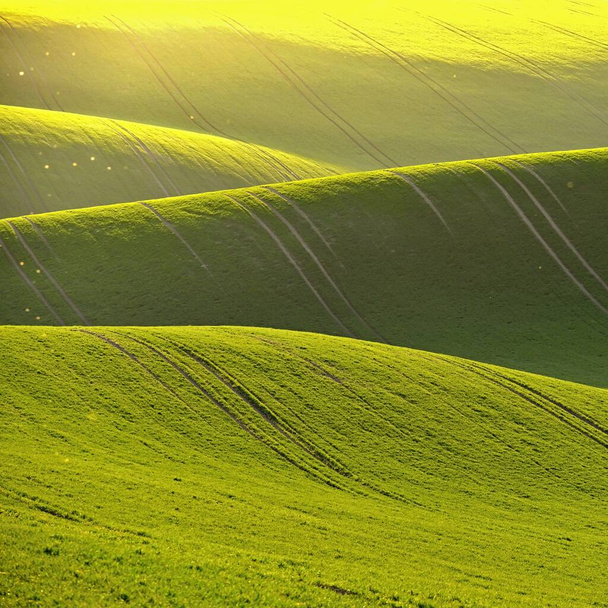 夕日と草の緑の春の自然背景。現場の波だ。モラヴィア・トスカーナ-チェコ-ヨーロッパ. - 写真・画像