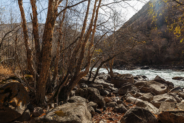 δέντρο στην όχθη ενός ποταμού βουνού στη μέση των μεγάλων πετρών, Kokemeren ποταμού στο Κιργιστάν - Φωτογραφία, εικόνα