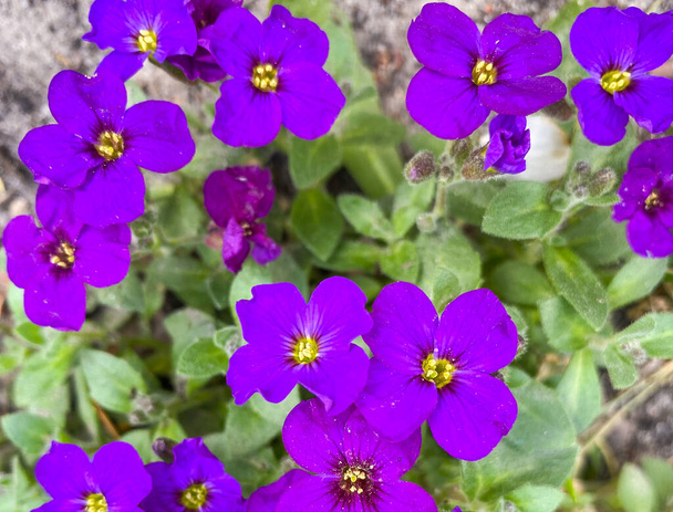 Маленькие сине-фиолетовые цветы в парке весной
. - Фото, изображение