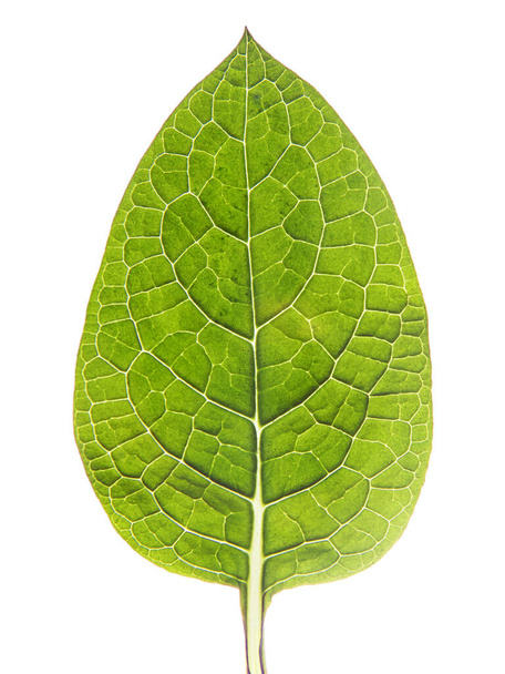 backlight folha verde, objeto sobre fundo branco
 - Foto, Imagem