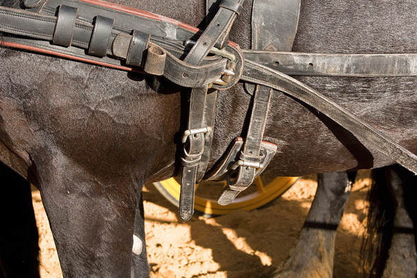 Detail of buckles and straps of a horse used for the transportation of carriages - Photo, Image