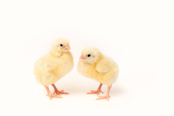 two cute little yellow chicken on a white isolated background with place for text - Photo, Image