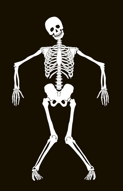 Skeleton - Vector, Imagen