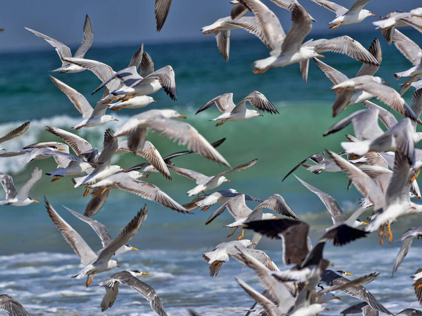 Aan de zeekust van het zuiden van Oman zijn grote kuddes van verschillende soorten watervogels - Foto, afbeelding