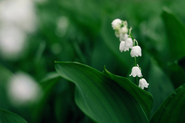 Lirio salvaje del valle aislado sobre fondo verde oscuro en el jardín de primavera. Hermosas flores blancas en el sol de la mañana
 - Foto, imagen