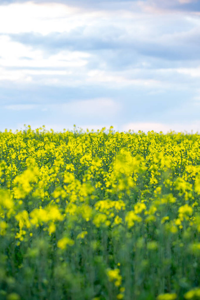 Large and yellow field of rape with clouds, in spring - Valokuva, kuva