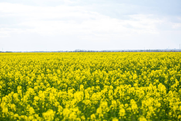 Large and yellow field of rape with clouds, in spring - Фото, зображення