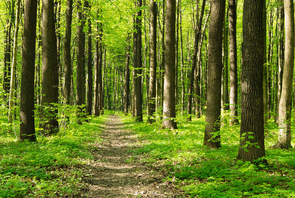 Cesta v jarním zeleném lese - Fotografie, Obrázek