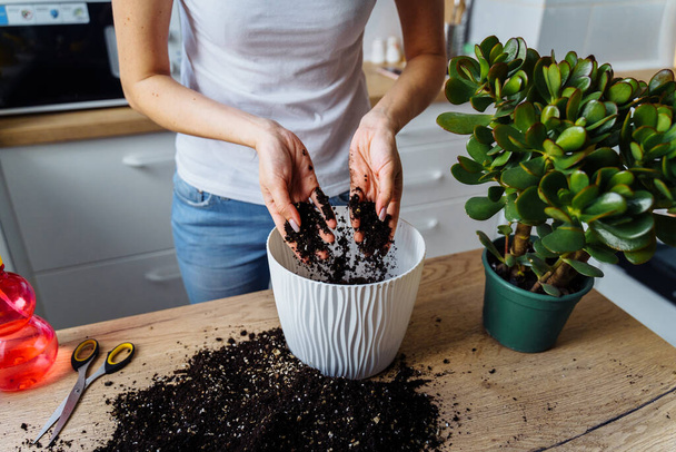 Lovely girl replanting flowers at home, relaxing after working day. Pouring the ground and fertilizer from the packaging, mixing it with her hands and putting to the pot. Beautiful, big, green flower - Fotoğraf, Görsel