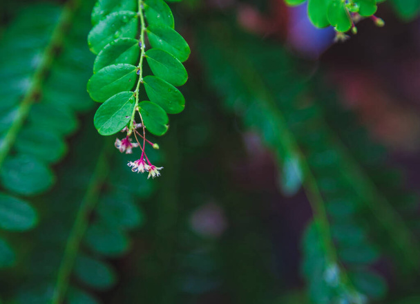 Nahaufnahme Phyllanthus pulcher Wand rote Kräuterblume hängen unter Blättern in Reihen, Diese tropische Palme haben medizinische Eigenschaften. - Foto, Bild