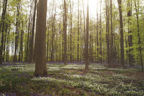 Springtime forest with wild flowers blooming  - Photo, image