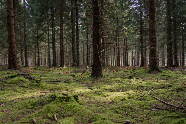 Green moss covering the forest  - Foto, afbeelding