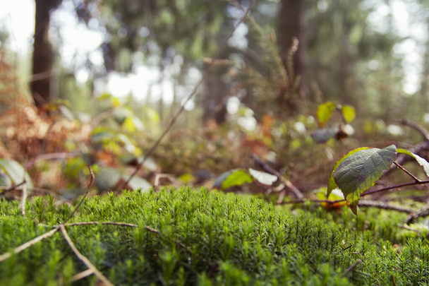 green moss in the forest  - Фото, зображення