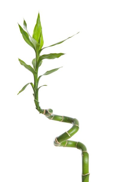 one twig of curly bamboo - Фото, изображение