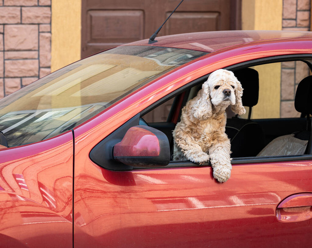 アメリカのコッカー・スパニエルが車の窓から外を見る - 写真・画像