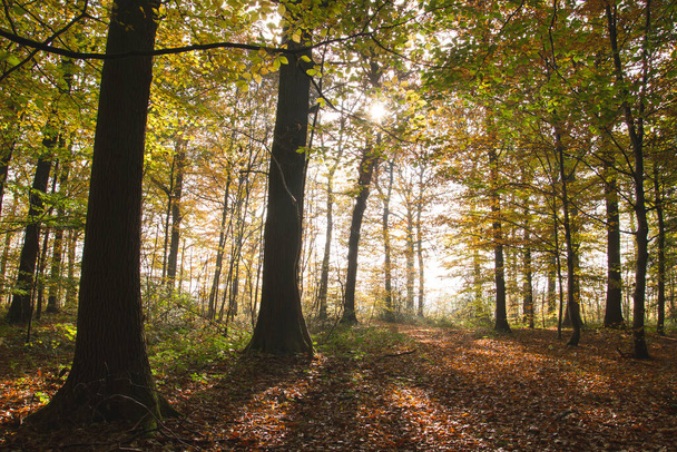 Autumn landscape in deciduous woodland  - 写真・画像