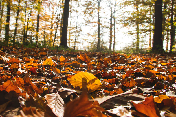 autumn fallen leaves close up - Fotografie, Obrázek