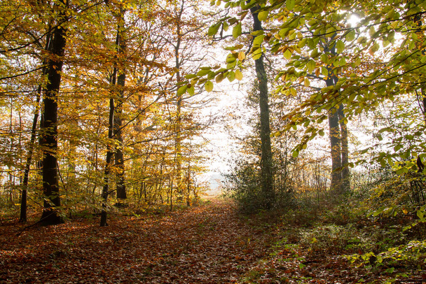 Autumn landscape in deciduous woodland  - Fotoğraf, Görsel