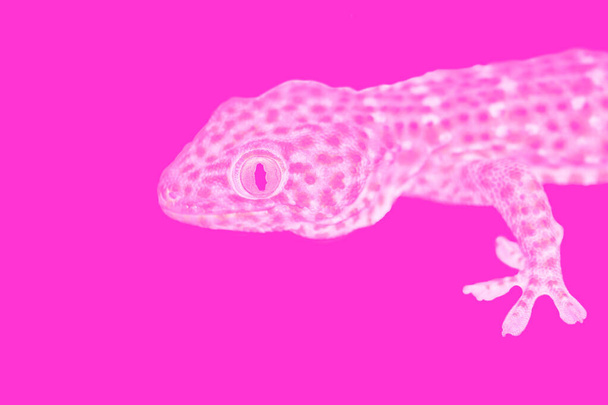 Fényképezés manipulációk rózsaszín Tokay Gecko (Gekko gecko) rózsaszín háttér fénymásolás. Gekkó szeme a kamerában van. - Fotó, kép