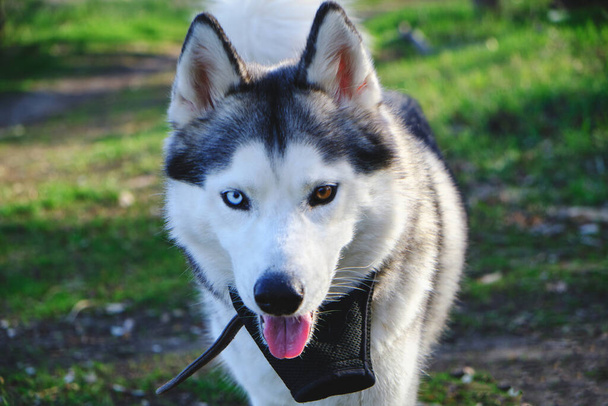異なる目、青と茶色を持つ実行中のハスキー犬の美しい銃口 - 写真・画像