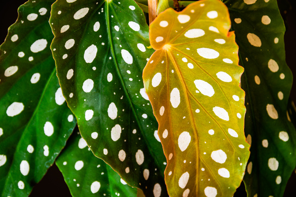 Primer plano de las hojas con dibujos de lunares de begonia de lunares (begonia maculata var. Wightii) planta de interior. Detalle único de planta de interior
. - Foto, Imagen