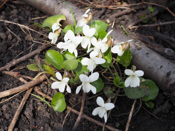 white forest violets beautiful flowers in spring. - Photo, Image