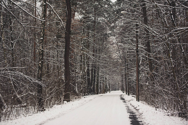 Winter forest with path - Foto, Imagem