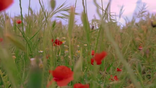 Campo de flores pozo y valla - Πλάνα, βίντεο