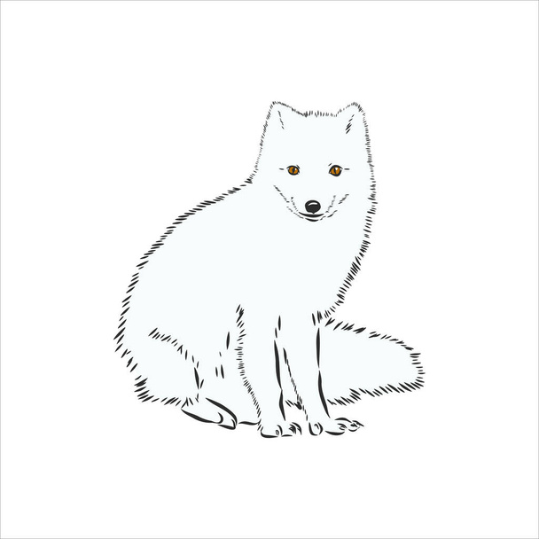 Векторный иллюстрированный портрет арктической лисы. Симпатичное белое пушистое лицо полярного лиса на голубом фоне
. - Вектор,изображение