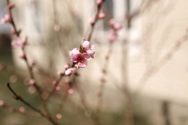 розовый цветок вишни на ветке с деталями вишневых кнопок, с деревом на заднем плане
. - Фото, изображение