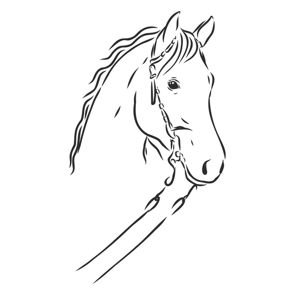 szczęśliwy koń portret wektor ilustracja, portret konia, głowa konia, wektor - Wektor, obraz