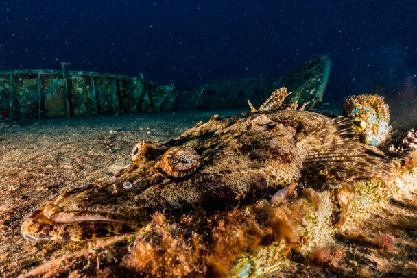 Octopus, az álcázás királya a Vörös-tengeren, Eilat Izrael  - Fotó, kép