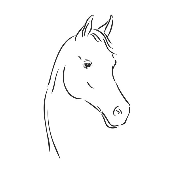 feliz caballo retrato vector ilustración, retrato de caballo, cabeza de caballo, vector
 - Vector, imagen
