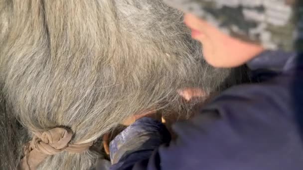 Тибетская женщина доит свой длинноволосый як. Акт удаления молока из молочных желез. Рука тянет вниз соски вымени брызгает ведро. Работают плато Непал в Монголии и Сибири. Девушки женщины фермерство природы рабочая работа 4K
 - Кадры, видео