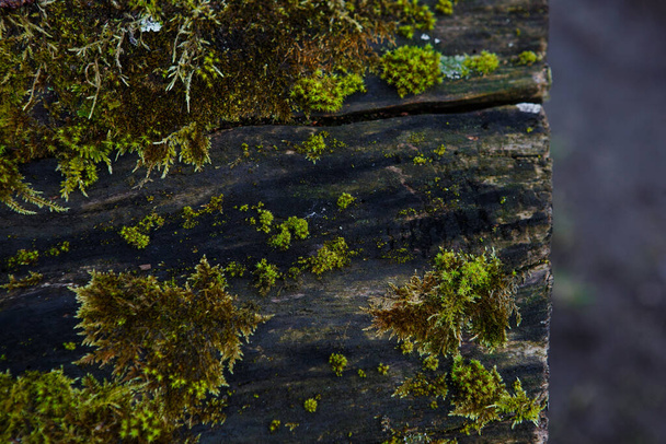 Textura natural de musgo em madeira molhada - chão de floresta macia no chão e no toco. Concept frame and background for the forest theme in brown and yellow-green with space for text
 - Foto, Imagem