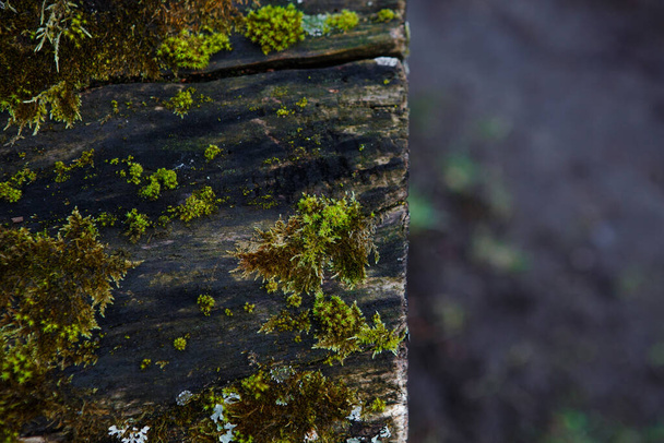 Natural texture of moss on wet wood - soft forest floor on the ground and on the stump. Concept frame and background for the forest theme in brown and yellow-green with space for text - Fotó, kép