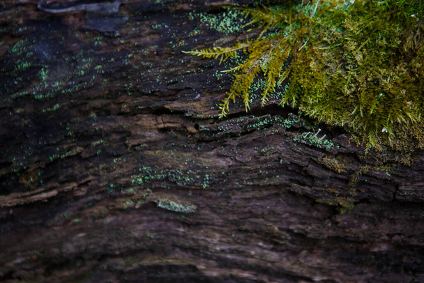 Natural texture of moss on wet wood - soft forest floor on the ground and on the stump. Concept frame and background for the forest theme in brown and yellow-green with space for text - Foto, imagen