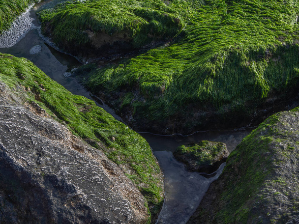 Wet rocks covered with green seaweeds - Photo, Image