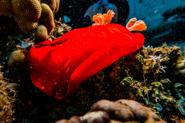 Kızıl Deniz 'deki deniz sümüklüböceği Renkli ve güzel, Eilat Israel - Fotoğraf, Görsel