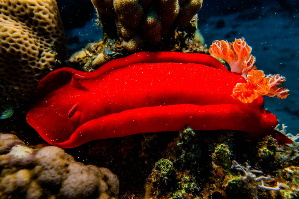 Kızıl Deniz 'deki deniz sümüklüböceği Renkli ve güzel, Eilat Israel - Fotoğraf, Görsel