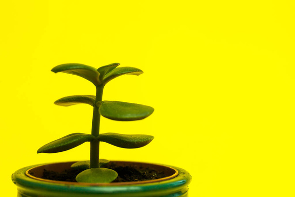 Crassula flor planta suculenta en maceta de cerámica verde sobre fondo amarillo
 - Foto, imagen