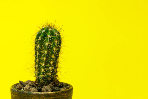 Cactus verde con espinas en el escritorio con fondo de pared amarillo
 - Foto, imagen