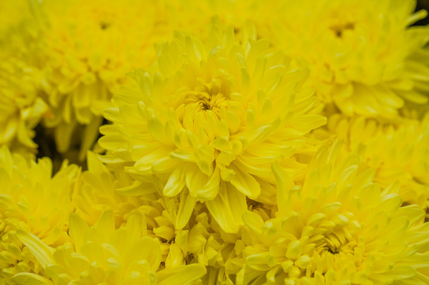 όμορφα λουλούδια της κίτρινα χρυσάνθεμα - Φωτογραφία, εικόνα
