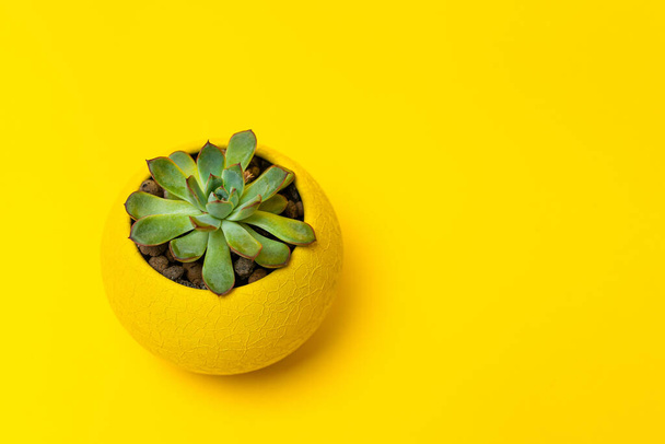 Echiveria in a round Yellow pot on a Yellow paper background - Photo, image